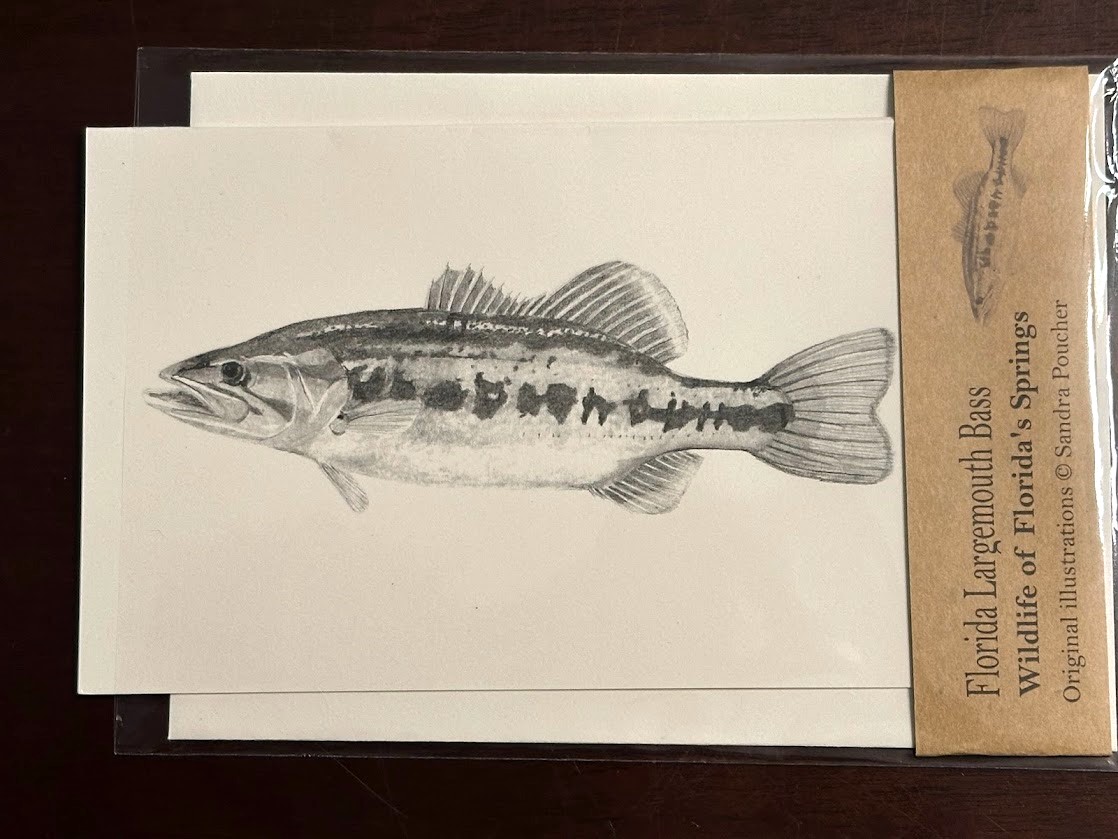 largemouth bass card